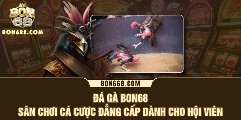 Đá Gà BON68 - Sân Chơi Cá Cược Đẳng Cấp Dành Cho Hội Viên