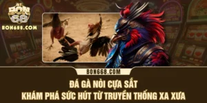 Đá Gà Nòi Cựa Sắt - Khám Phá Sức Hút Từ Truyền Thống Xa Xưa