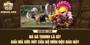 Đá Gà Thomo Là Gì? Giải Mã Sức Hút Của Bộ Môn Độc Đáo Này