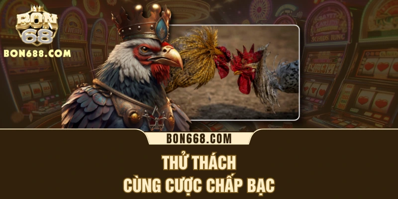 Thử thách cùng cược chấp bạc 