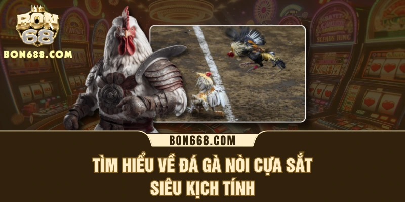 Tìm hiểu về đá gà nòi cựa sắt siêu kịch tính